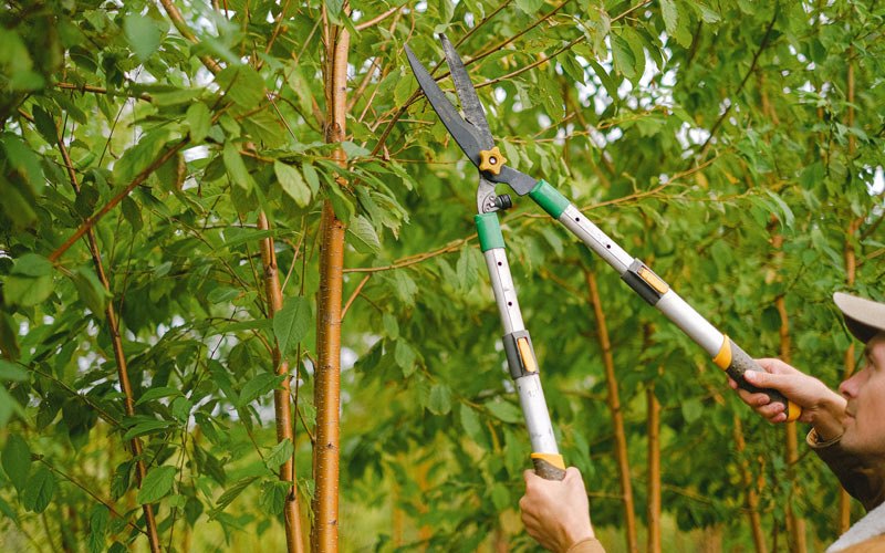 Tree trimming in Elburn, IL